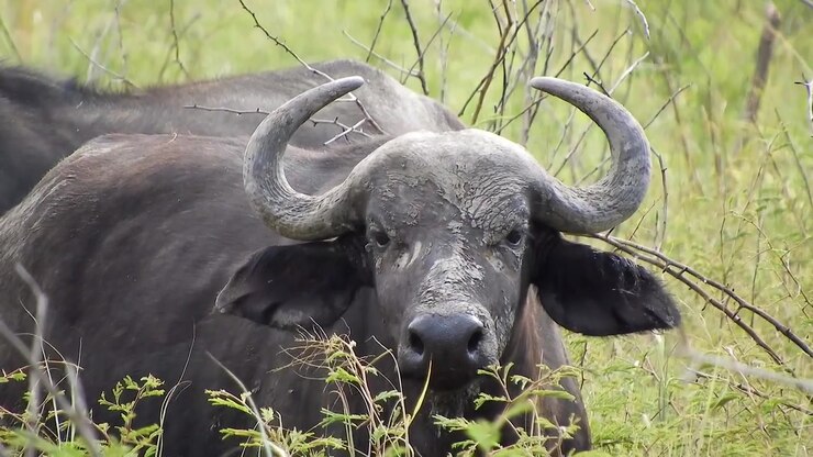 Bufalo africano che riposa nella prateria