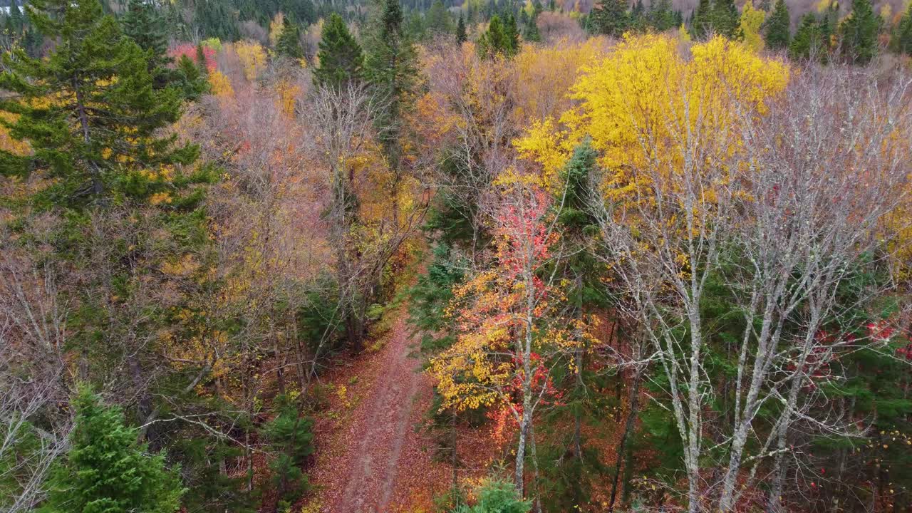 Aerial View of Colorful Autumn Forest