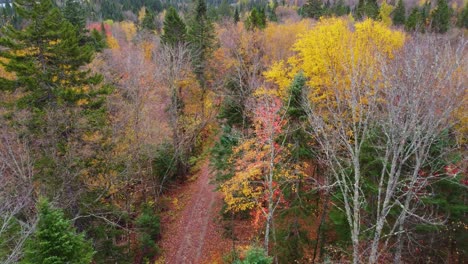 aerial view of colorful autumn forest