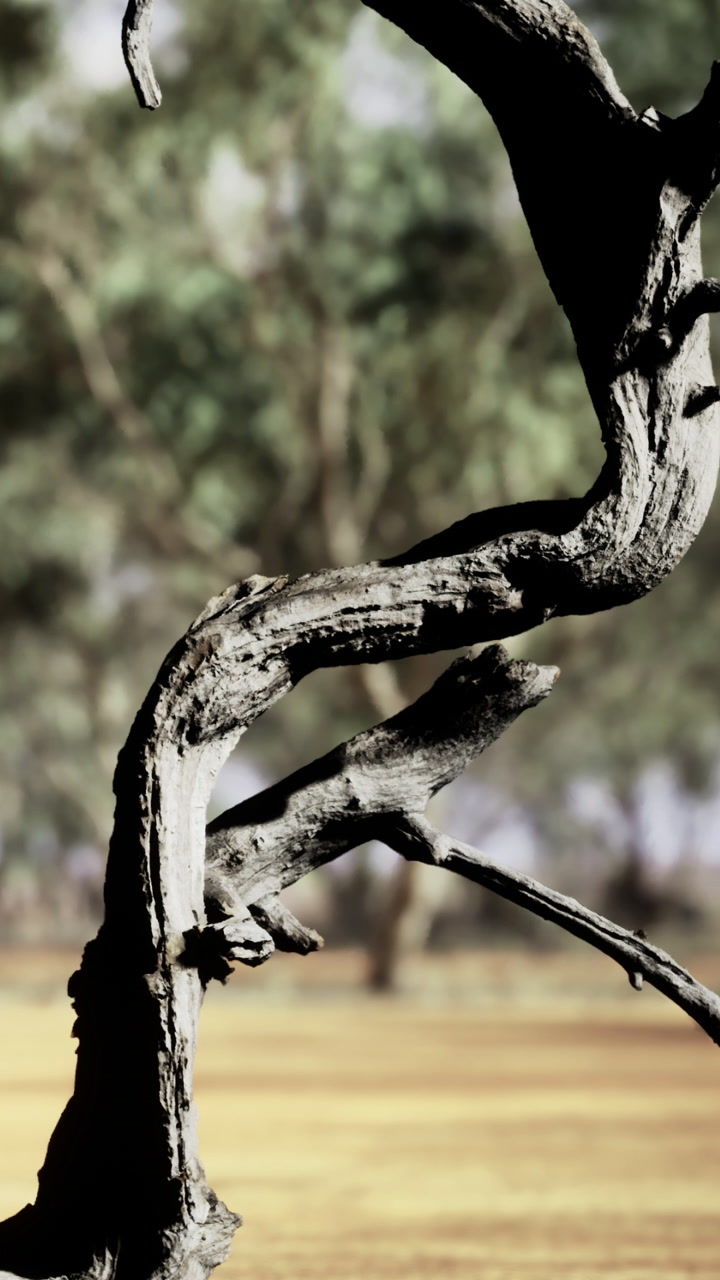 Weathered branches twist gracefully in the warm afternoon sunlight