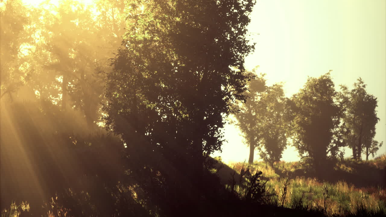 солнечный свет фильтруется через деревья в спокойном лесу в утренние часы