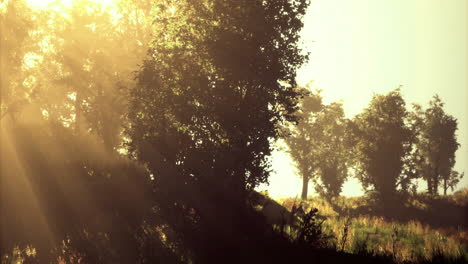 la luz del sol se filtra a través de los árboles en un bosque sereno durante las horas de la mañana