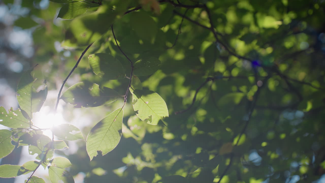 Sunlight beam shining through dense forest leaves creating soft flare and misty glow, highlighting peaceful atmosphere, natural beauty, and vibrant textures of green foliage