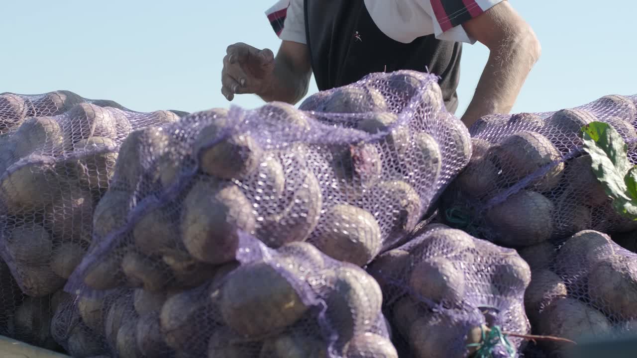 Loading bags of organic red beets in the car on the field during harvesting