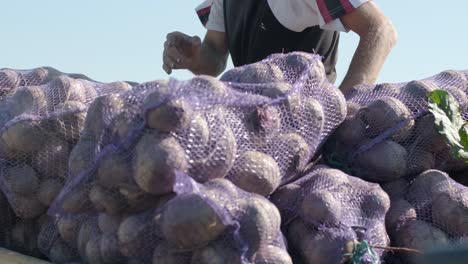 loading bags of organic red beets in the car on the field during harvesting