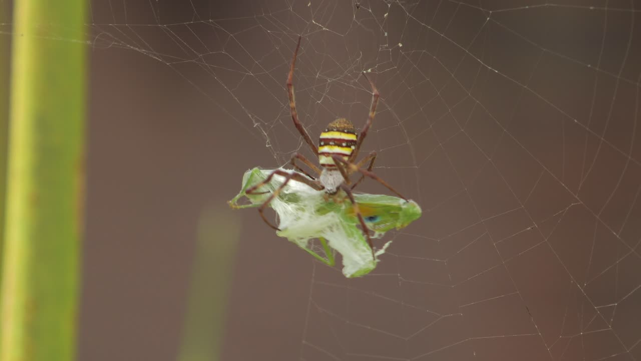cruz de san andrés araña hembra agarrándose a la mantis orante atrapado en la red durante el día ventoso soleado australia victoria gippsland maffra
