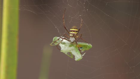 st andrew's cross female spider holding onto praying mantis caught in web daytime windy sunny australia victoria gippsland maffra