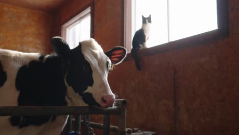 cattle on a woodshed next to a cat rested on a window during sunny day