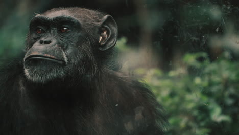 serious look of one adult chimpanzee in wildlife park