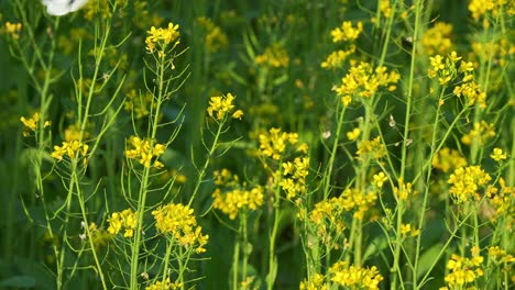 Beautiful-cabbage-white-butterfly-pollinating-the-golden-yellow-rapeseed-flowers,-swaying-in-the-breeze,-fluttering-its-wings-and-fly-away,-close-up-shot-showcasing-the-beauty-of-nature