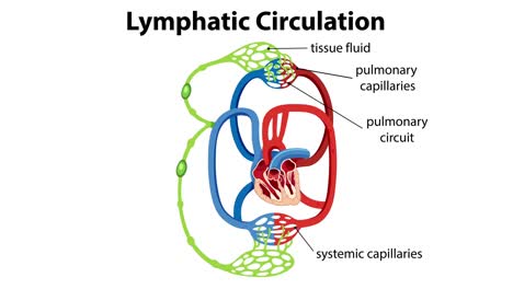 illustrates lymphatic system and fluid circulation