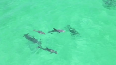 delfines jugando en el agua