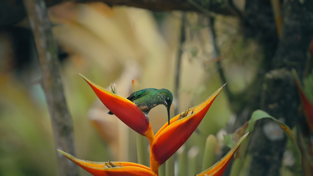 Bellissimo colibrì appollaiato su un fiore di Heliconia per bere e nutrirsi, mostrando il suo lungo becco e i dettagli delle piume, poi spicca il volo.