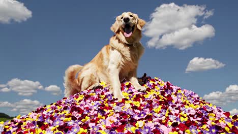 golden retriever playing in a pile of flowers