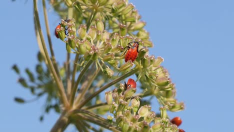 Green-Plant-With-Spilostethus-Saxatilis-Nymphs-Against-Blue-Sky-Background