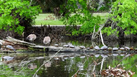 Schildkröten-Und-Kanadische-Gänse-Auf-Einem-Baumstamm-Im-City-Park-In-New-Orleans,-La