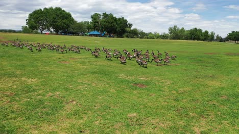 A-flock-of-geese-prancing-through-a-park