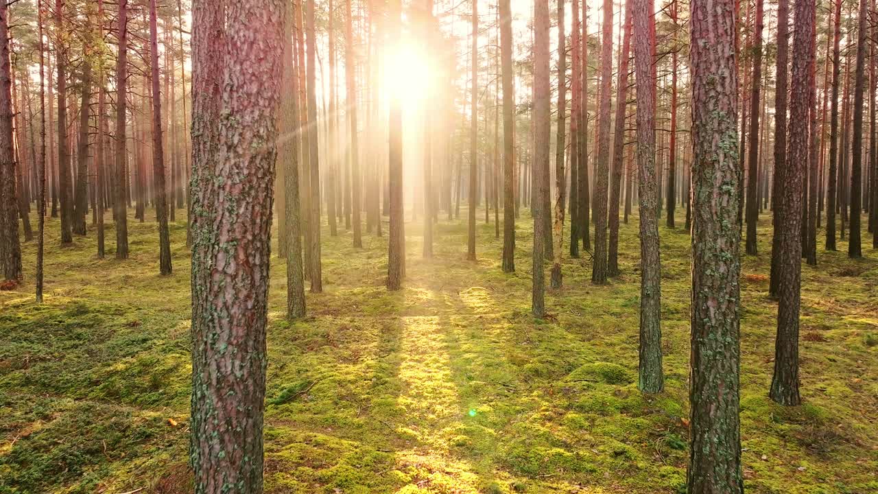 Drone glides into sunrise through misty Latvian forest with radiant light