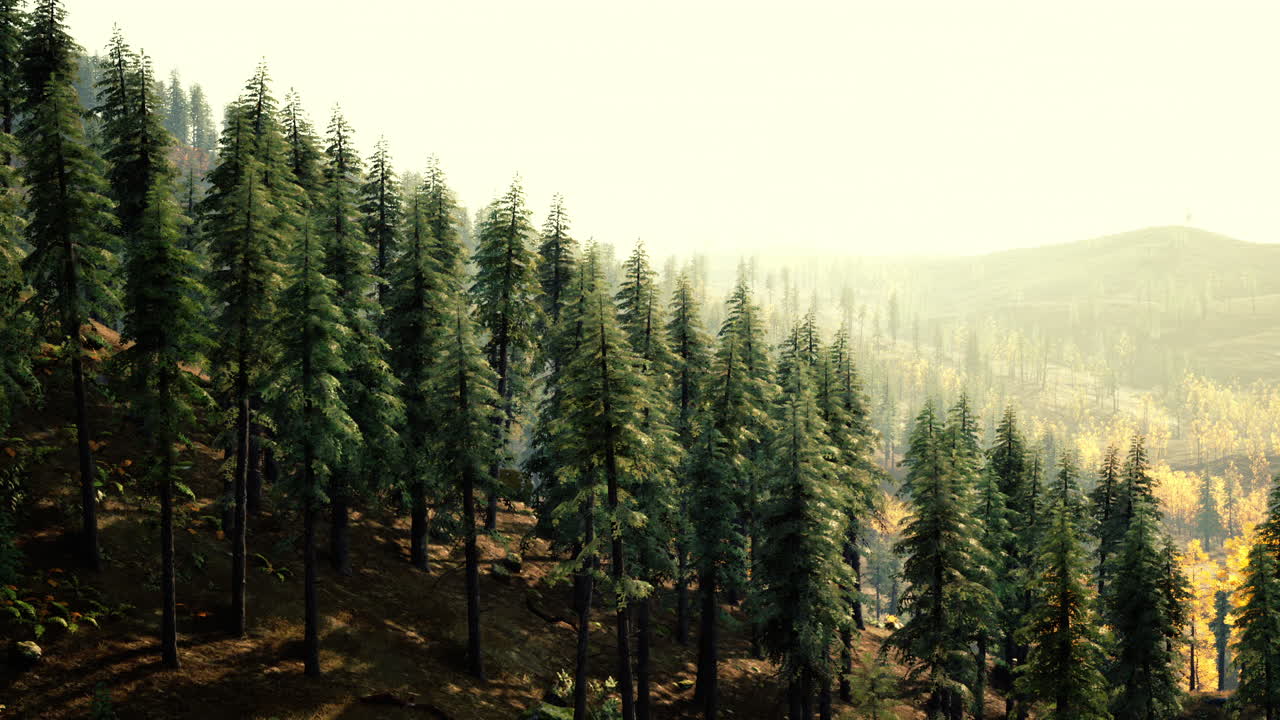 멀리서 높은 소나무와 안개가 있는 아름다운 숲 풍경