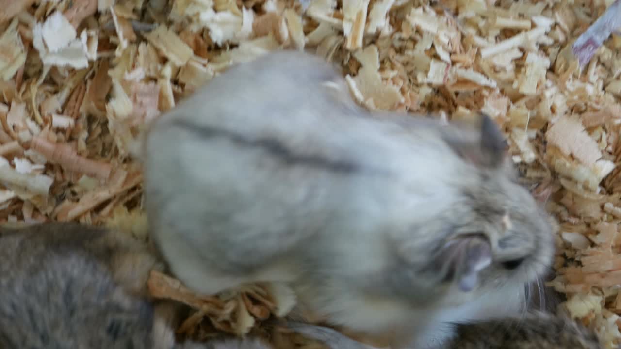 hamsters lindos y esponjosos