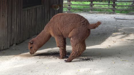 Una-Alpaca-Haciendo-Caca-En-El-Suelo-En-El-Zoológico-En-El-Gran-Parque-De-Seúl,-Seúl,-Corea-Del-Sur---Tiro-Completo