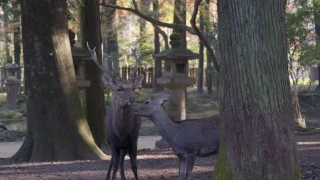 stag and doe in nara japan, peaceful morning scene in autumn