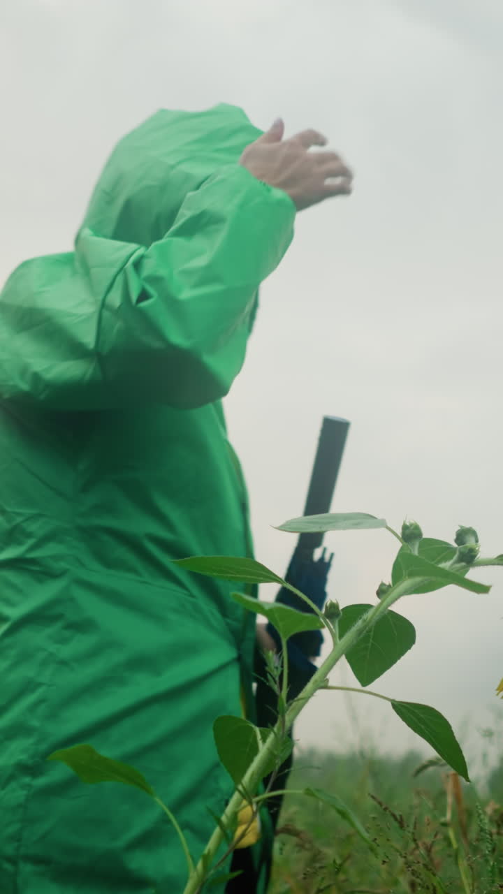 한 여자가 선플라워를 지나가며, 우산을 들고 레인코트 후드를 벗고, 물방울이 떨어지는 꽃을 면밀히 관찰하며, 덤불에 둘러싸인 지평선으로 어있는 안개가 인 녹색 에서