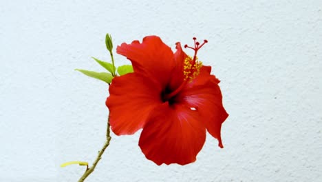 hibiscus flowers blooming on ropes beautiful flowers blooming in the subtropical zone of okinawa