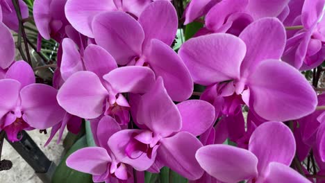 abloom orquídea púrpura de tierra filipina. tomada de cerca