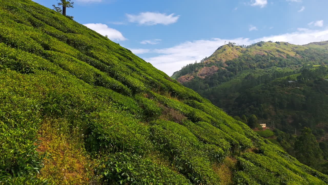 Drone flying near to tea plant in highlands of Munnar, sunny day in India