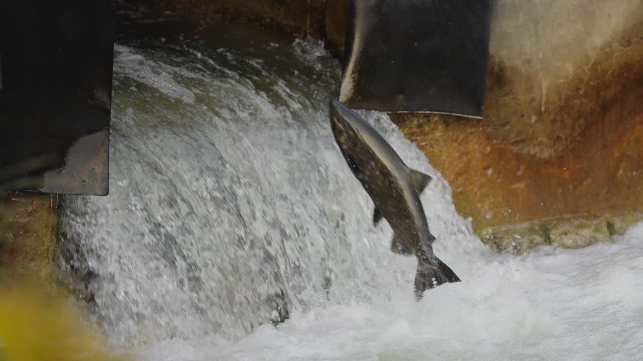 Salmon jump in slow motion at Ganaraska River, Ontario, showing determination