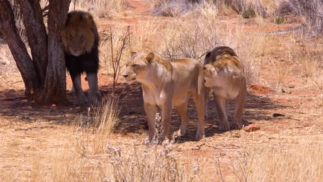 A-pride-of-lions-walks-on-the-savannah-plains-of-Africa-with-the-male-scratching-his-back-on-a-tree-on-safari-in-Etosha-National-Park-Namibia