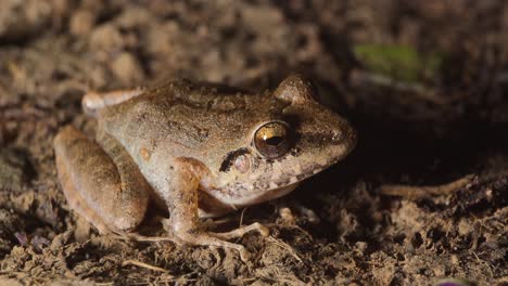 small brown frog sits motionless, camouflaged on jungle floor in tambopata, peru