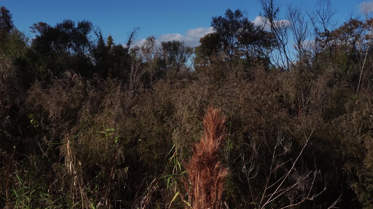 Un gruppo di arbusti di diverse specie mescolati a alberi alti sullo sfondo, insieme a un cielo bluastro e qualche nuvola, dona alla scena un bellissimo senso di profondità