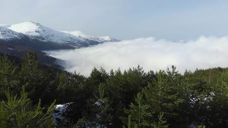 Aerial-view-of-beautiful-conifer-mountain-forest-slopes-covered-in-floating-clouds-snow-covered-mountain-peak-at-the-distance-winter-sunny-day-panning-left