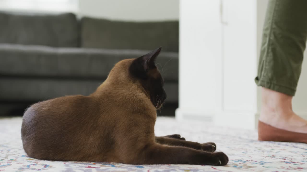 Inquadratura della parte inferiore di donna anziana caucasica con gatto in salotto.