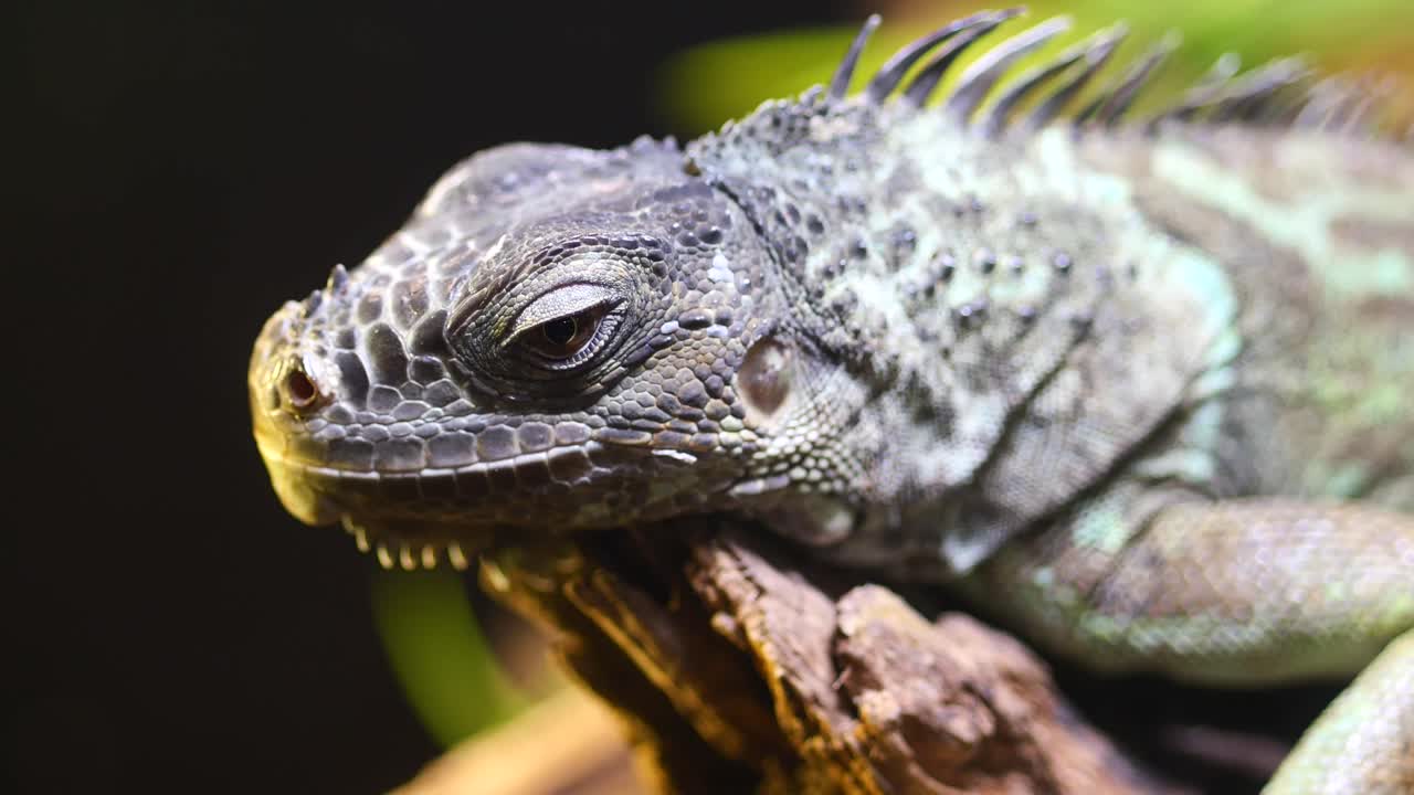 이구아나 의 클로즈업