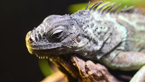 un primer plano de una iguana