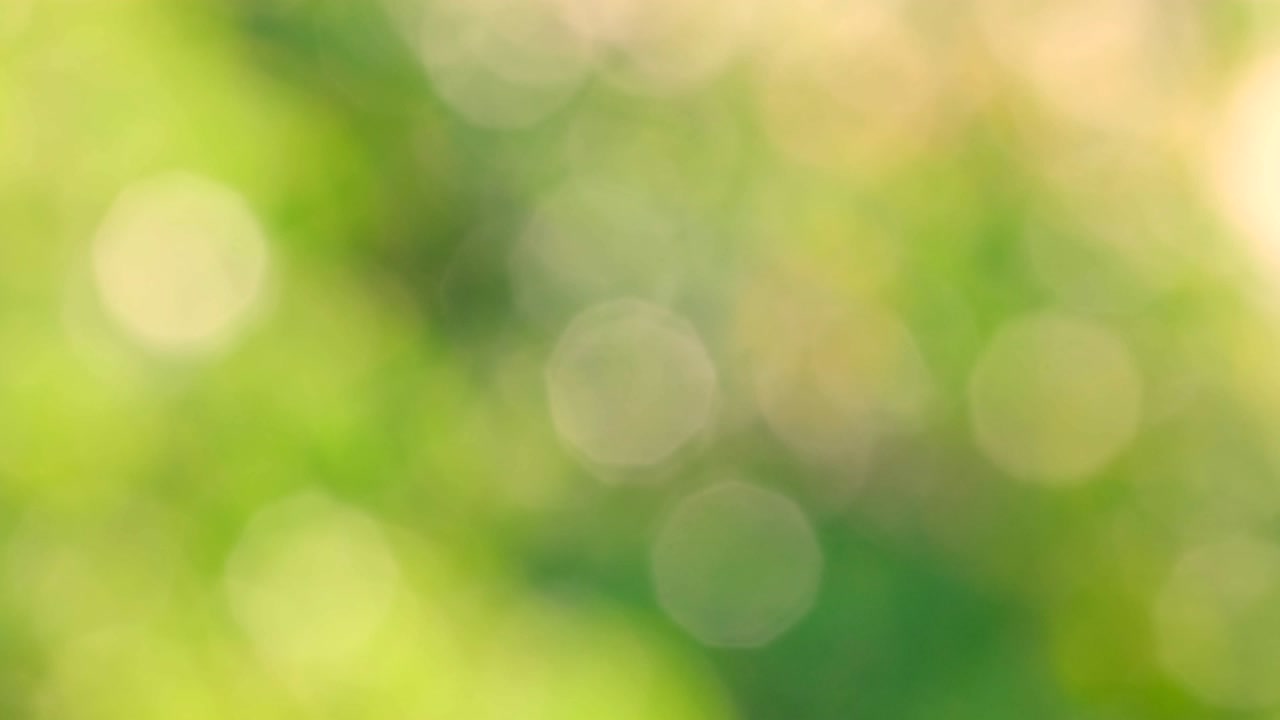 luz del sol fondo biológico amarillo, abstracto follaje borroso luz del sol