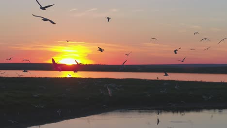 puesta de sol sobre el lago con gaviotas