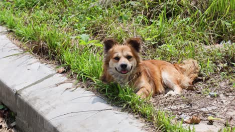 dog lying on grass next to pavement