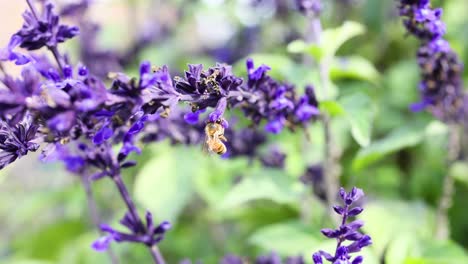 las abejas interactúan con las flores de la salvia farinacea