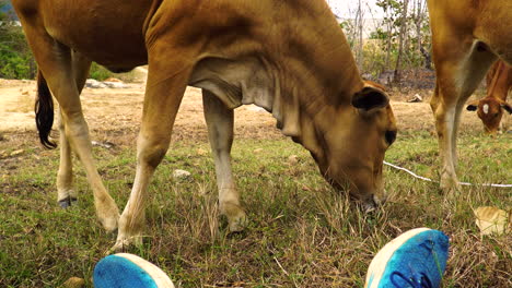 Ganado-Vacuno-Jugando-Con-Hombres-Que-Usan-Modernos-Zapatos-De-Entrenadores-De-Blues-En-El-Campo-Rural