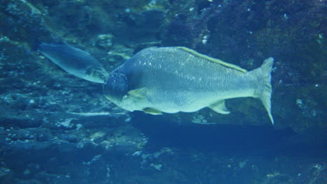 tropical fish in aquarium