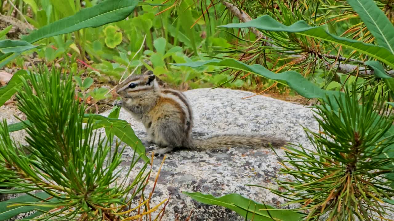 Handheld video of a chipmunk eating grass. The chipmunk is mostly stationary except for chewing grass. This was shot in Breckenridge Colorado.