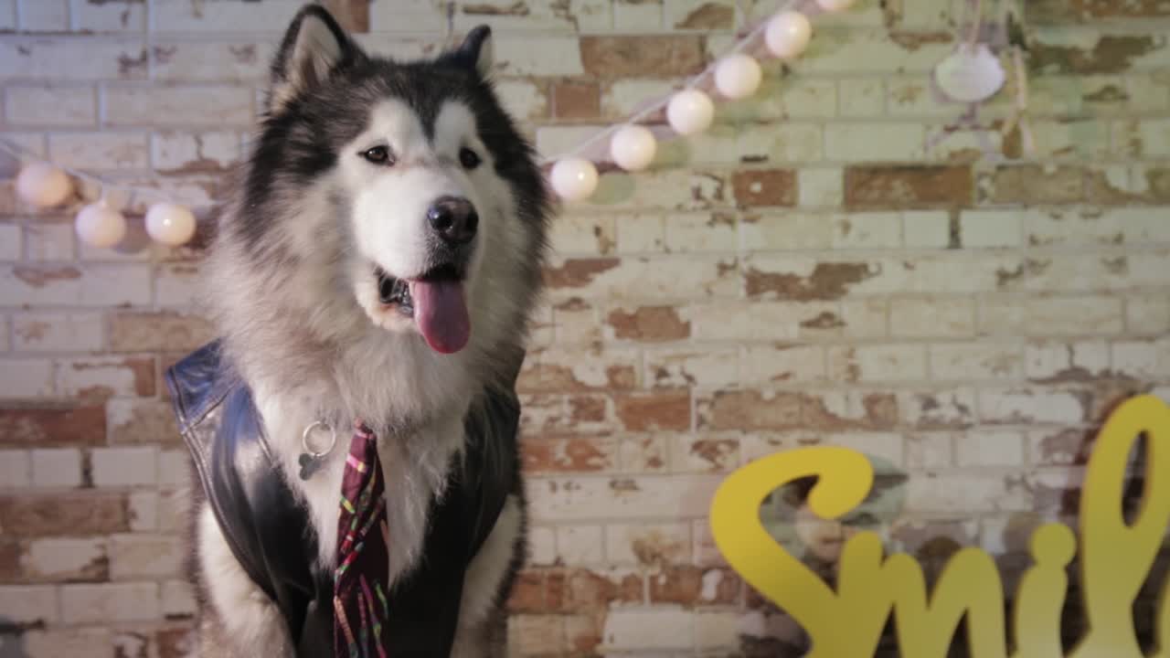 dog with tie and vest. cute husky in costume. Alaska malamute elegant and obedient