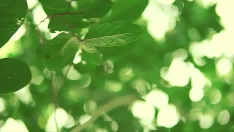 rotating camera starting on a dreamy out-of-focus view of leaves gently swaying on the surface