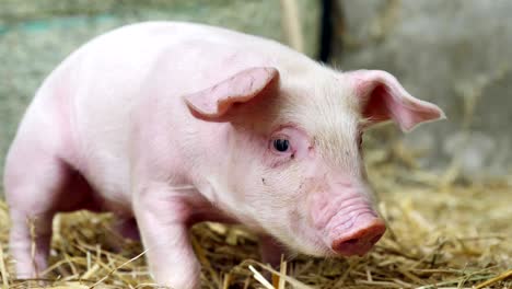 a piglet newborn standing on a straw in the farm. concept of biological , animal health , friendship , love of nature . vegan and vegetarian style . respect for animals.