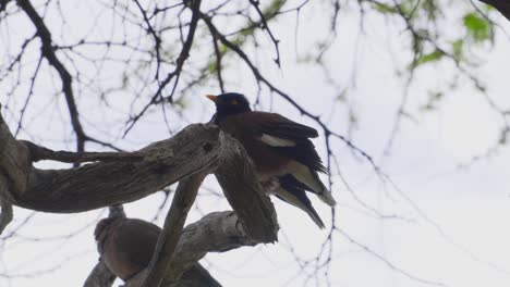 a-myna-bird-or-mynah-bird-is-perched-on-a-branch-against-a-pale-sky-in-Oahu-Hawaii