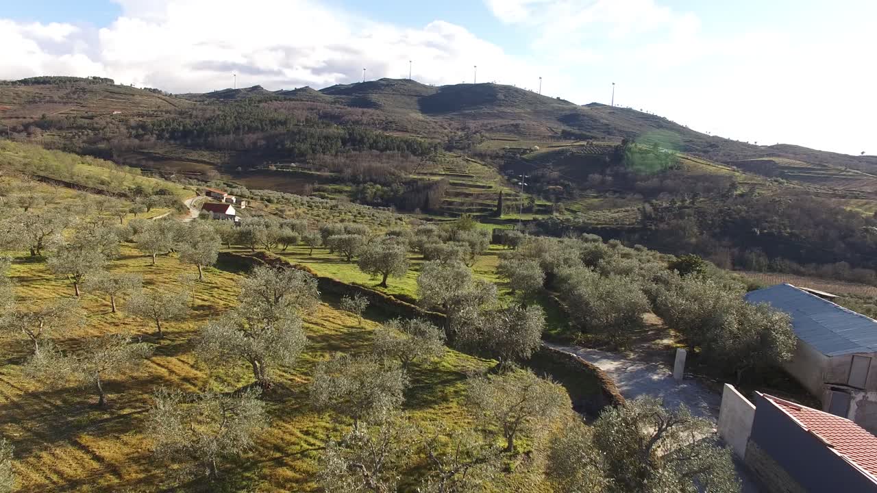 campo con aceitunas y rayos de sol